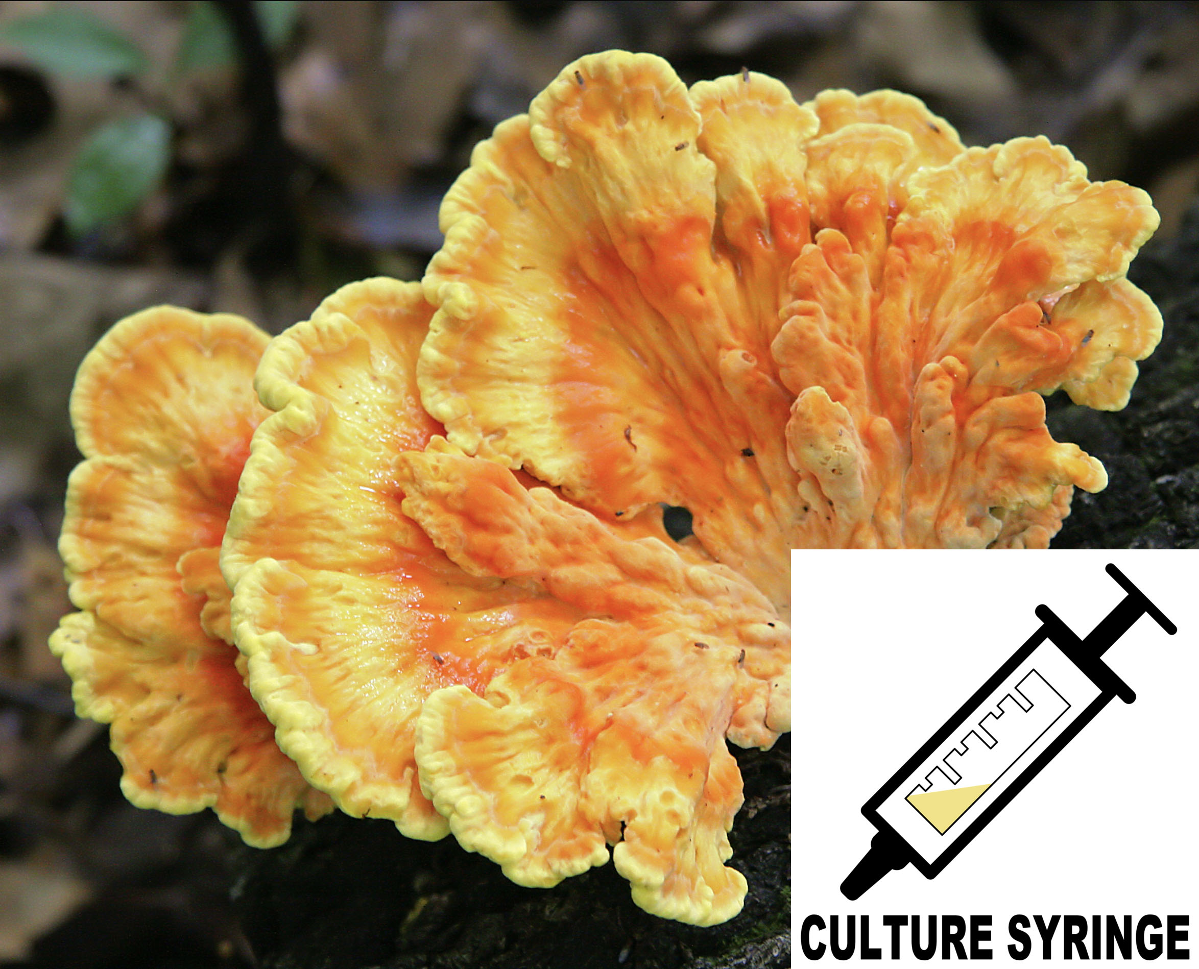 Laetiporus sulphureus  : Chicken of the Woods Mushroom Liquid Culture Syringe